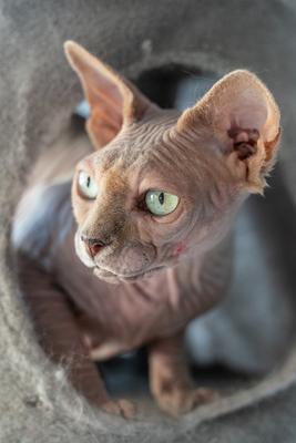 Canadian Sphinx. green-eyed bald cat-stock-photo