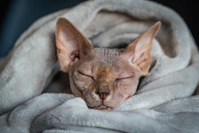 Canadian Sphinx. green-eyed bald cat-stock-photo