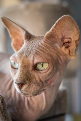 Canadian Sphinx. green-eyed bald cat-stock-photo