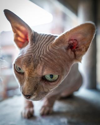 Canadian Sphinx. green-eyed bald cat-stock-photo