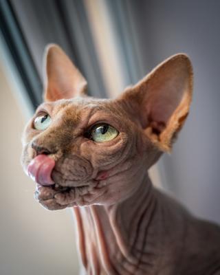 Canadian Sphinx. green-eyed bald cat-stock-photo