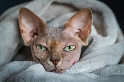 Canadian Sphinx. green-eyed bald cat-stock-photo