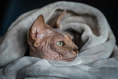 Canadian Sphinx. green-eyed bald cat-stock-photo