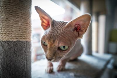 Canadian Sphinx. green-eyed bald cat-stock-photo