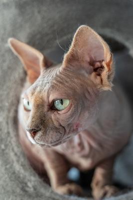 Canadian Sphinx. green-eyed bald cat-stock-photo