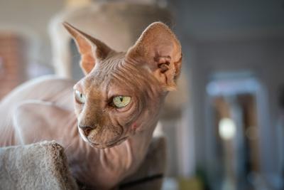 Canadian Sphinx. green-eyed bald cat-stock-photo