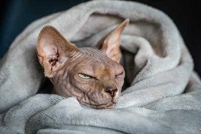 Canadian Sphinx. green-eyed bald cat-stock-photo