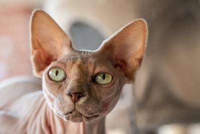 Canadian Sphinx. green-eyed bald cat-stock-photo