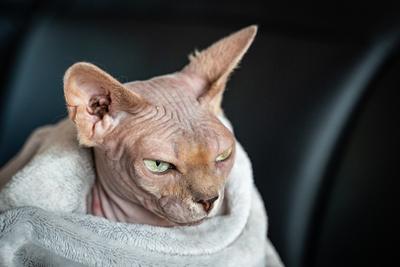 Canadian Sphinx. green-eyed bald cat-stock-photo