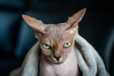 Canadian Sphinx. green-eyed bald cat-stock-photo