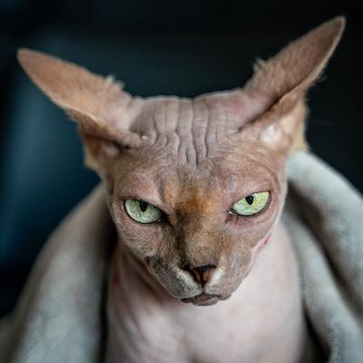 Canadian Sphinx. green-eyed bald cat-stock-photo