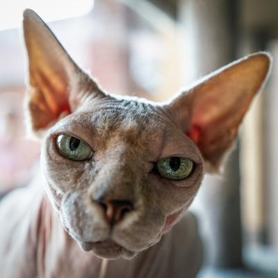 Canadian Sphinx. green-eyed bald cat-stock-photo