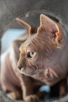 Canadian Sphinx. green-eyed bald cat-stock-photo