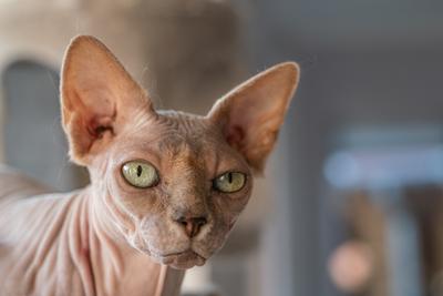 Canadian Sphinx. green-eyed bald cat-stock-photo