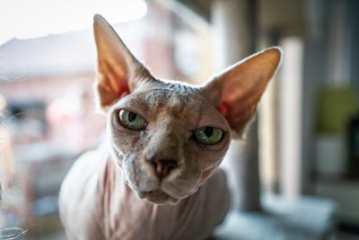 Canadian Sphinx. green-eyed bald cat-stock-photo