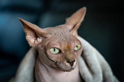 Canadian Sphinx. green-eyed bald cat-stock-photo