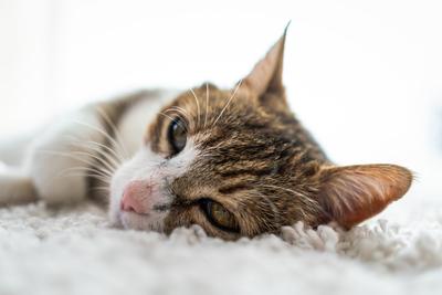 beautiful cat portrait at home-stock-foto