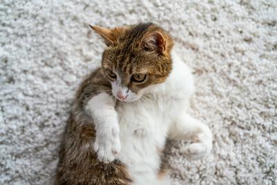 beautiful cat portrait at home-stock-foto