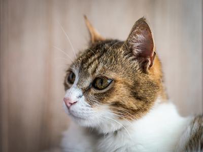 beautiful cat portrait at home-stock-photo
