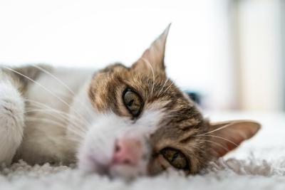 beautiful cat portrait at home-stock-foto