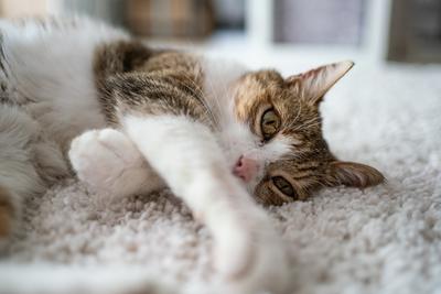 beautiful cat portrait at home-stock-foto