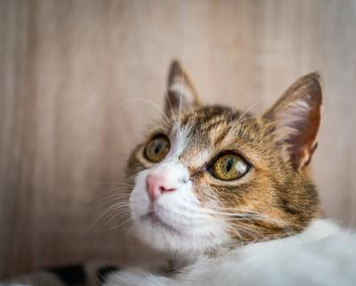 beautiful cat portrait at home-stock-foto