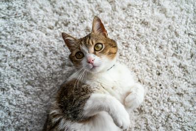 beautiful cat portrait at home-stock-photo