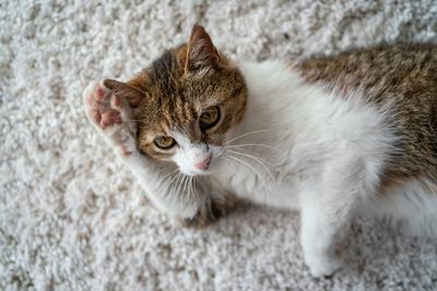 beautiful cat portrait at home-stock-foto