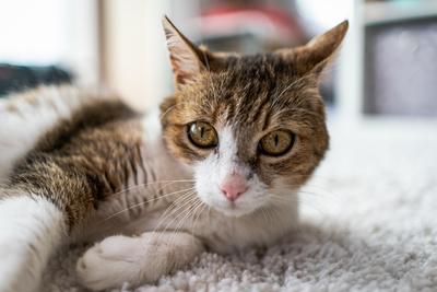 beautiful cat portrait at home-stock-foto