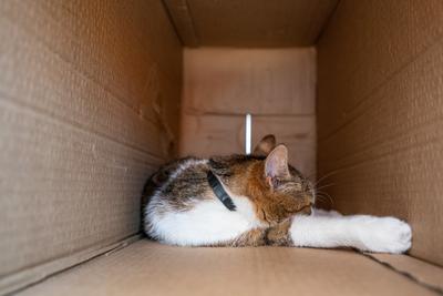 lazy cat relaxing in a paper box-stock-photo