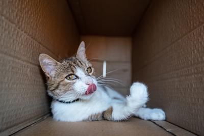 lazy cat relaxing in a paper box-stock-photo