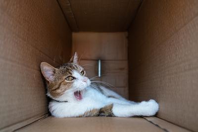 lazy cat relaxing in a paper box-stock-photo