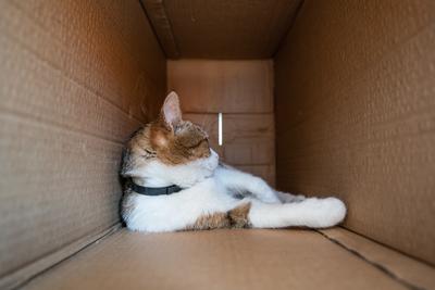lazy cat relaxing in a paper box-stock-photo