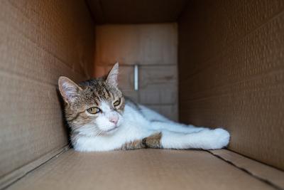 lazy cat relaxing in a paper box-stock-photo