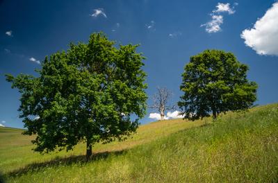 Dead tree with green trees and cloudy sky-stock-foto