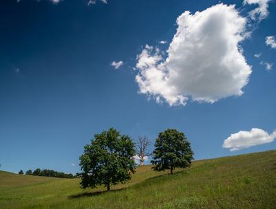 Dead tree with green trees and cloudy sky-stock-foto