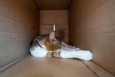 lazy cat relaxing in a paper box-stock-photo