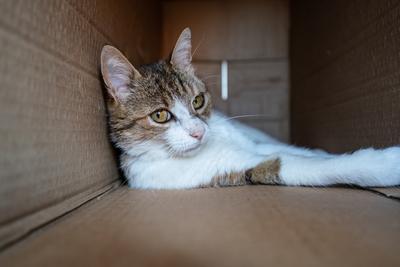 lazy cat relaxing in a paper box-stock-photo