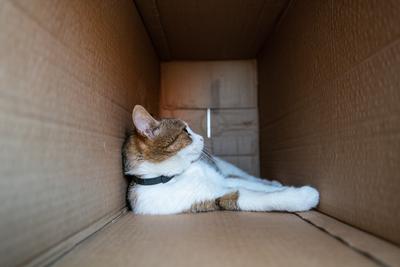 lazy cat relaxing in a paper box-stock-photo