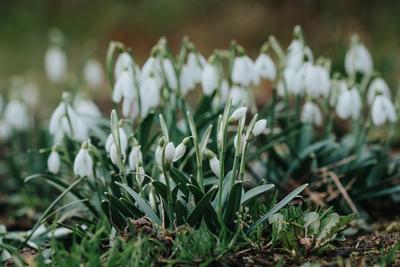 Snowdrops as a first spring flowers on a green natural background-stock-foto