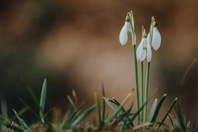 Snowdrops as a first spring flowers on a green natural background-stock-foto