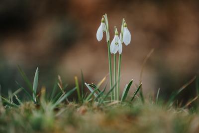 Snowdrops as a first spring flowers on a green natural background-stock-foto