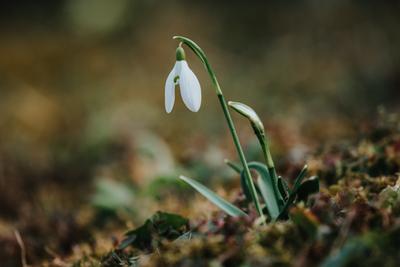 Snowdrops as a first spring flowers on a green natural background-stock-foto