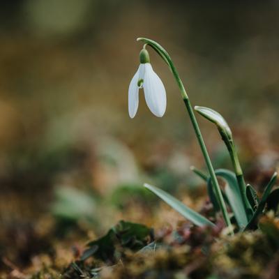Snowdrops as a first spring flowers on a green natural background-stock-foto