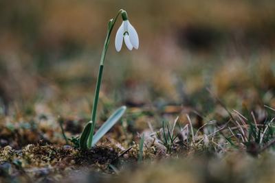 Snowdrops as a first spring flowers on a green natural background-stock-foto