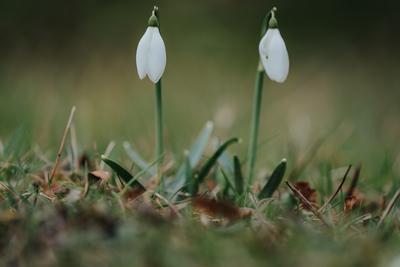 Snowdrops as a first spring flowers on a green natural background-stock-foto