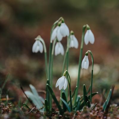 Snowdrops as a first spring flowers on a green natural background-stock-foto
