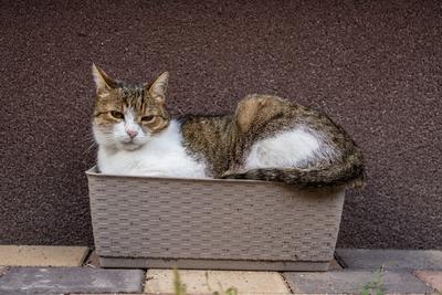 gray cat relaxing on a flower-box-stock-photo