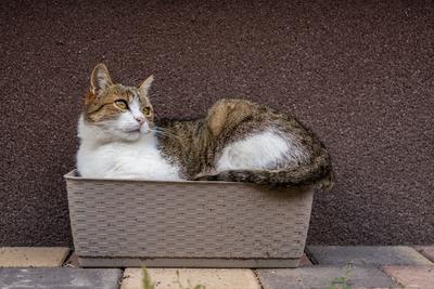 gray cat relaxing on a flower-box-stock-foto