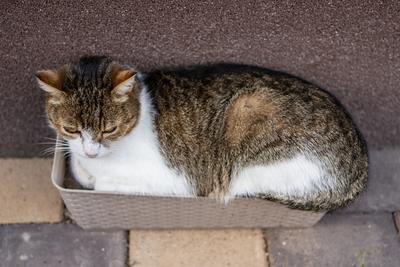 gray cat relaxing on a flower-box-stock-foto